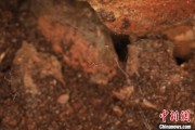 入宅吉日江西发现蜘蛛新物种 为研究呵叻蛛属适应区域提供依据